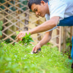 Chef preparing natural ingredients at recommended restaurant, Banlle, In Wat Bo in Siem Reap