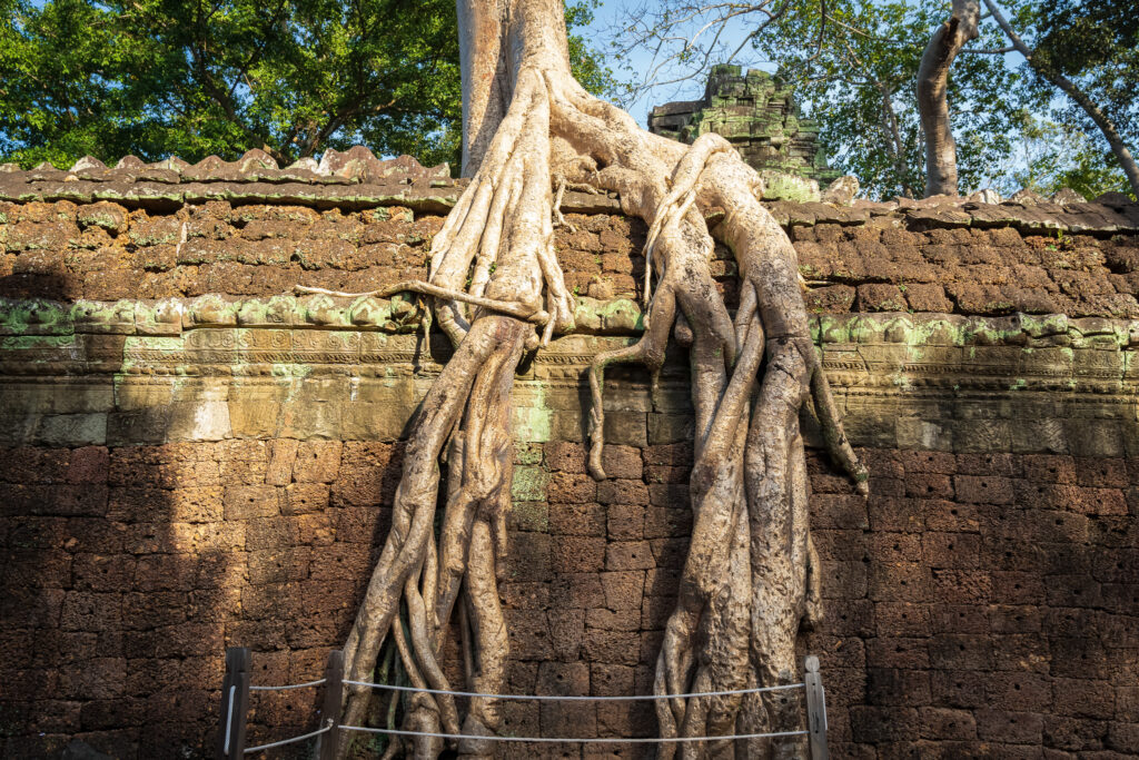 Giant tree roots growing over a stone wall at Ta Prohm temple