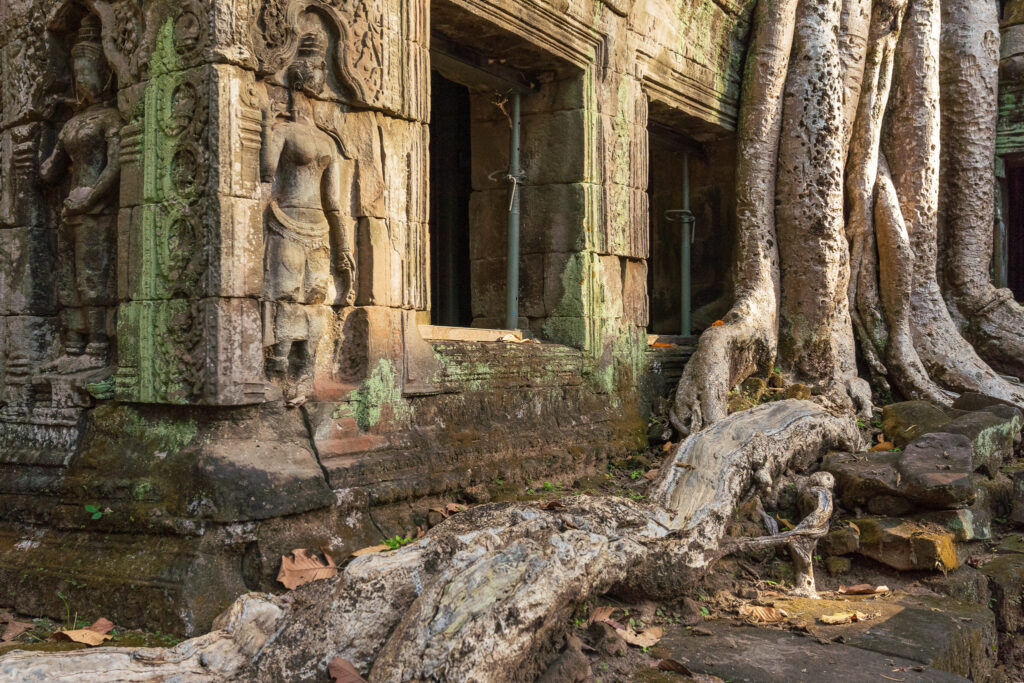 Giant tree roots growing over a stone wall at Ta Prohm temple
