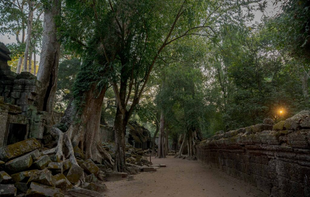Ta Prohm temple surrounded by jungle trees early in the morning with no crowds