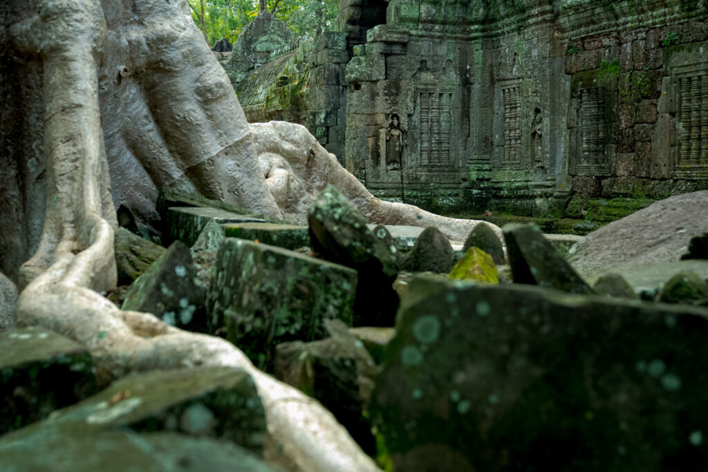tree root at ta nei temple