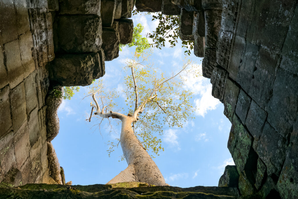 Preah Kahn Temple tree